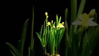Daffodils - Time Lapse