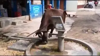 Smart cows, happy.