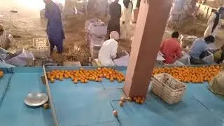 Orange (kennu) Processing and Packing Factory Tour | Harvest and Processing citrus Food In Pakista|