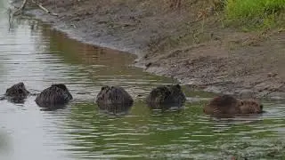 Five North American Beavers feed on willows along a northern USA river.