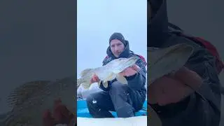 Freie Leine: dem Fisch beim Biss keinen Widerstand sp&uuml;ren zu lassen. #Deadbaiting #Pike #Hechtangeln