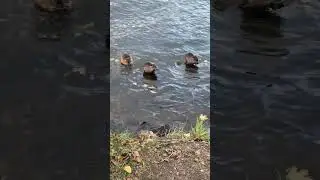 Прага.Влтава