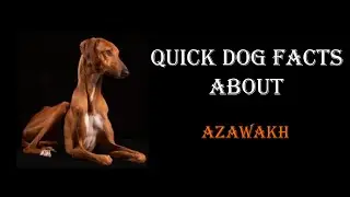 Quick Dog Facts About The Azawakh!