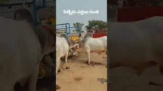 Pebbair Bulls market | Ongole Bulls #youtubeshorts #ytshorts