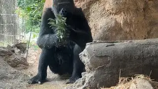 ハオコさんの体当たりにビックリのトトさん【&lrm;2025年&lrm;10月23日】【上野動物園】ゴリラ