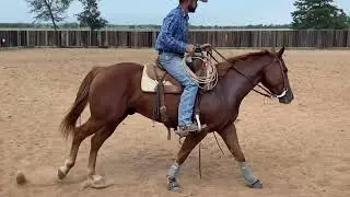 (Smart Jamaica Guy) 2020 sorrel gelding NETX fall horse sale