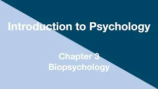 Introduction to Psychology - Chapter 3 - Biopsychology