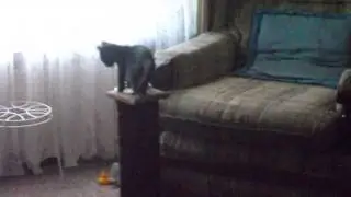 Bobby tests his agility/balance