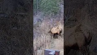 Elk at Rustic River Cabins #elkcountry #wildlife #estespark #elk #BigThompsonRiver #fishing