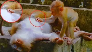 Oh, Maybe Baby Monkey Lucie is hungry for milk, so she mistakenly touched Mom Libby. haha😂