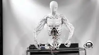 Torso by Clone | Android Bimanual com M&uacute;sculos Artificiais | Geeknauta Brasil