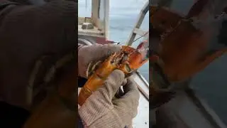 Rare yellow Maine lobster!