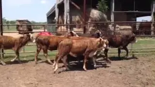 F1 Bradford Tiger Stripes Heifers