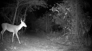 The young buck is getting more curious and brave around the trail camera #buck #deer #wildlife #farm