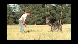 Bintu, Working Neapolitan Mastiff, Bite work with mark Chaffin
