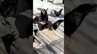 AUSTRALORP CHICKEN EAT FEED || SHINNING BLACK AUSTRALORP