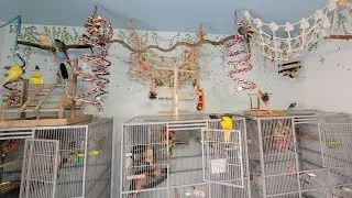 Bedtime routine putting my birds back into their cages for the night
