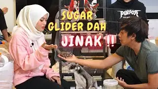 TEAH DAPAT SUGAR GLIDER JINAK !! - ZOO COMEL !!