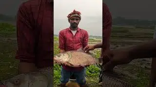 Giant Catla Fish Caught from the Beel | Massive Deshi Fish Catch #BigFish #CatlaFish #VillageLife