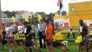 Krajowa Wystawa Owczarków Niemieckich w Wasilkowie  17.07.2016r.