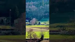Природа Швейцарии🇨🇭 #путешествия #швейцария #фотография #природа #берн #зима #снегопад #красота