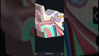 #human Ear 👂Anatomy