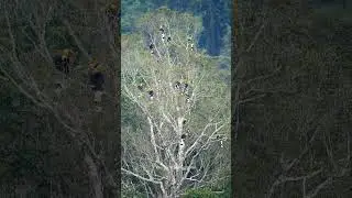 Great Hornbill congregation at Valparai - Tamilnadu