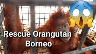 Rescue Orangutan Borneo