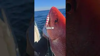 Красный окунь на микромедленной подаче!