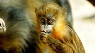 Baby Mandrill at the Bronx Zoo