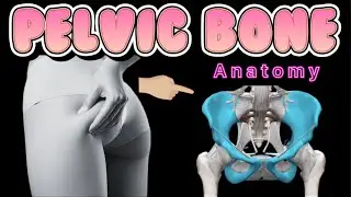 Structure & Function of bony pelvis. Hip Bone, Pelvic girdle anatomy. Ready for quiz.