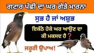 ਗਟਾਰ ਦਾ ਘਰ ਵਿੱਚ ਗੇੜੇ ਮਾਰਨਾ ਸੁਭ ਜਾਂ ਅਸ਼ੁਭ | ਇਹਨਾਂ ਦਾ ਇਕੱਠੇ ਹੋਕੇ ਘਰ ਆਉਣ ਦਾ ਕੀ ਹੈ ਮਕਸਦ? ਸਿਰਫ ਇਹ ਉਪਾਅ | 