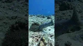 Fish eating on sea bed #Marine #Life #nature #wildlife #fish #seabed #underwater #explore HA80156