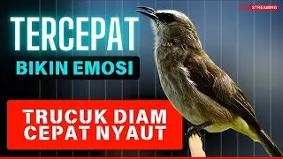 TRUCUKAN TARUNG ROPEL PANJANG | Pancingan Trucukan agar bunyi jadikan Burung Trucuk Gacor EMOSI