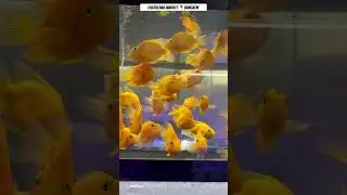 Kolathur Market ❌ Chatuchak Aquarium Market ✅|#muralisvlog #aquariumfish #parrortfish #arowana