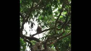 Animal - The activity of a group of monkeys in the forest #shorts