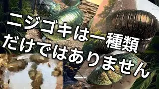 Introducing the different locations of the rainbow cockroach!!