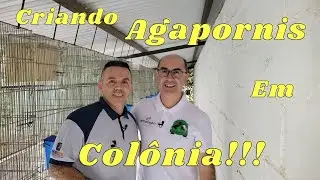 Série SP com Ampligen,Danilo Gonsales Criando Agapornis em Colônia.