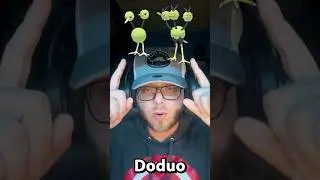 Catching the SHINY Doduo Family! ✨