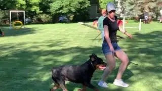 Rottweiler Agility, June 12, 2019