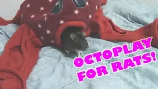 MARSHALL FERRET OCTOPLAY REVIEW (FOR RATS)