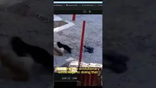 Crow Hooligan Trolls Cats On a Rooftop 🐦🐱
