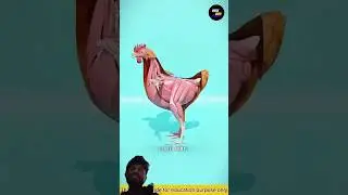 anda kaise banta hai janne ke liye subscribe Karen #facts