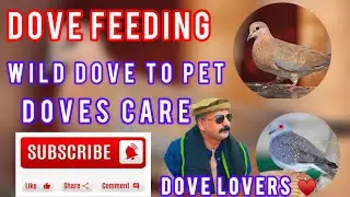 Dotted dove feed tips 
