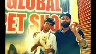Pomerien dog puppy sale at Global pet shop Azamgarh call 7007950024,8922002151।#pets #dogs best shop