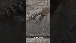 Leopard Hunts an Impala&nbsp;