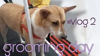 Desi dog grooming day|| kuttush life story ||Sneha's dairy || #vlog2#doglover#dog #pet#petgrooming