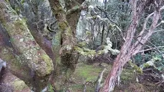 Cradle Mountain NP ~ Enchanted Walk, Pencil Pine Falls, Tasmania, Australia