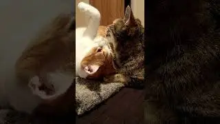 Kitty Kisses - Cat Licks 😺😸😻 Very Affectionate Cats #shorts