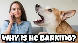 Why Does My Dog Bark When I'm On The Phone?